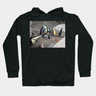 Butterfly Congregation Hoodie